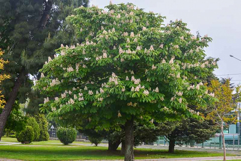 Horse Chestnut Tree example