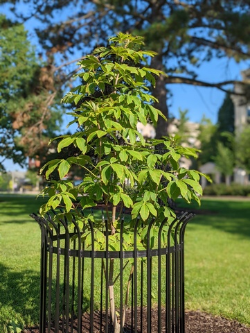 UI Anne Frank Tree