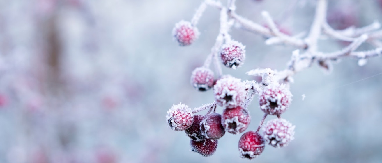 Close up of red berries on a tree branch covered with frost.
