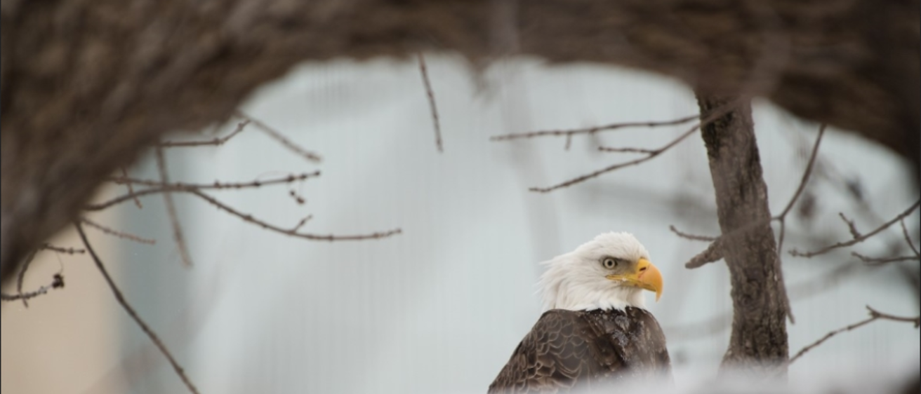 eagle peeking in snow