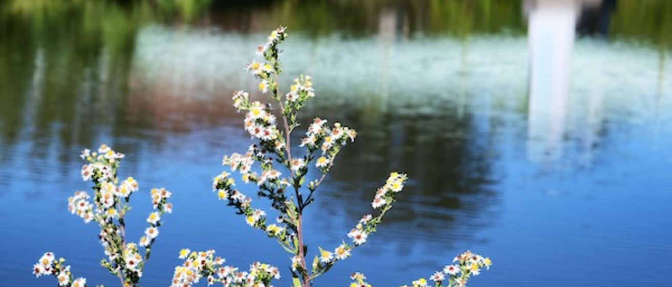 spring bloom by water