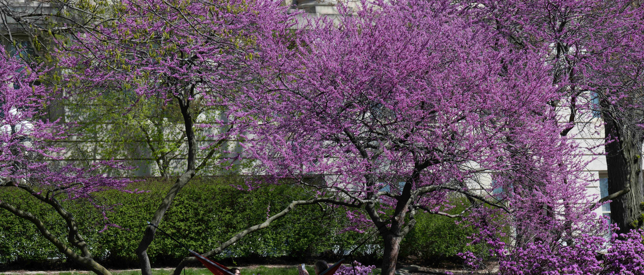Spring on campus