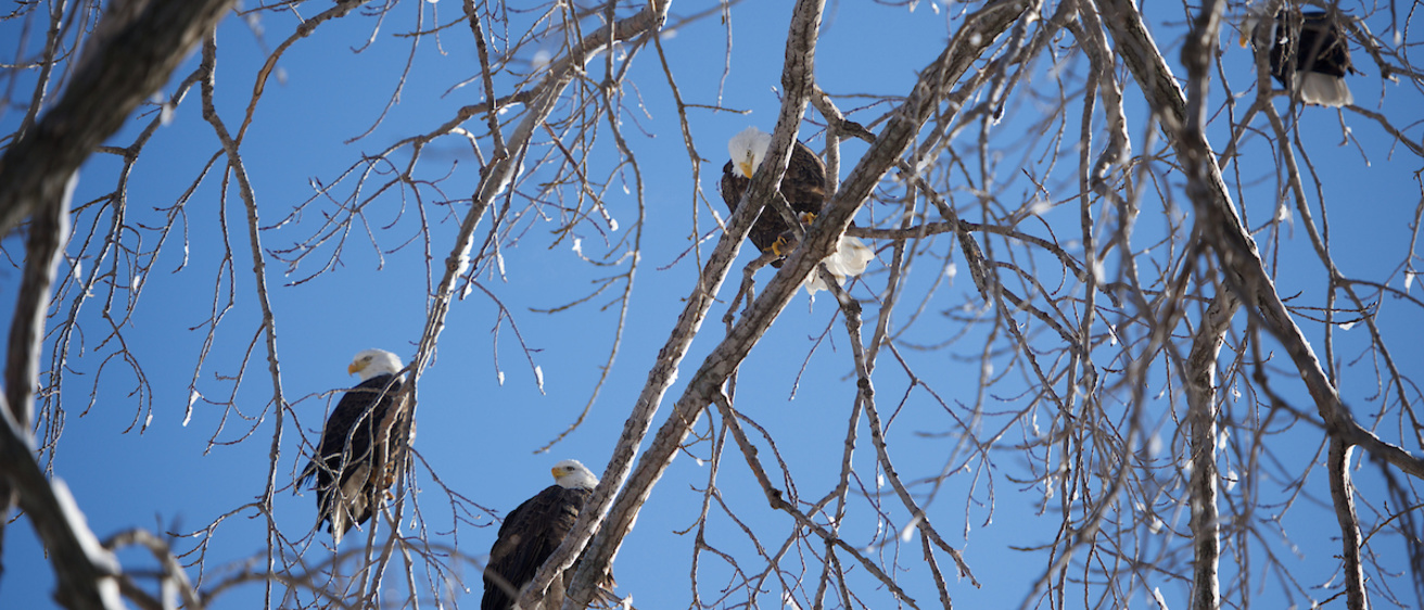 4 bald eagles sitting in a tree together