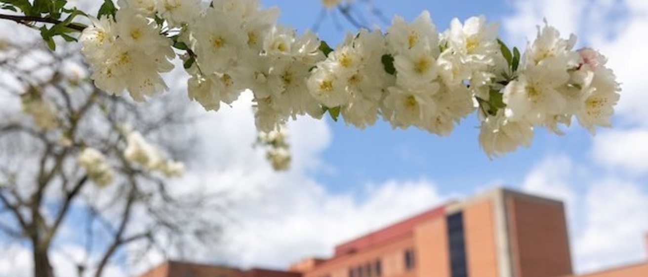 Spring blossoms
