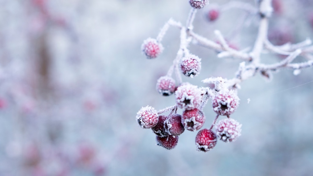 Close up of red berries on a tree branch covered with frost.
