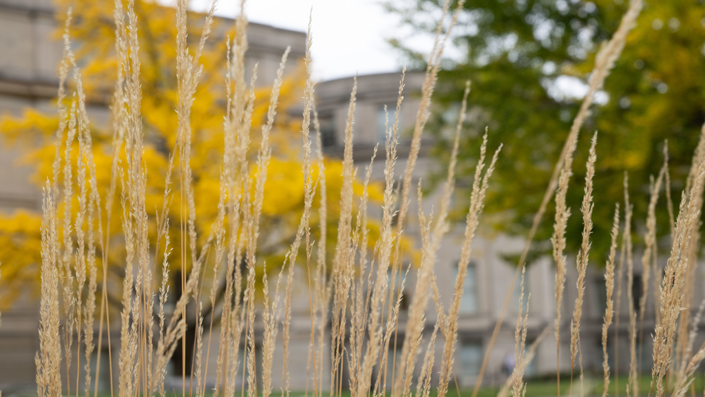 fall colors on campus