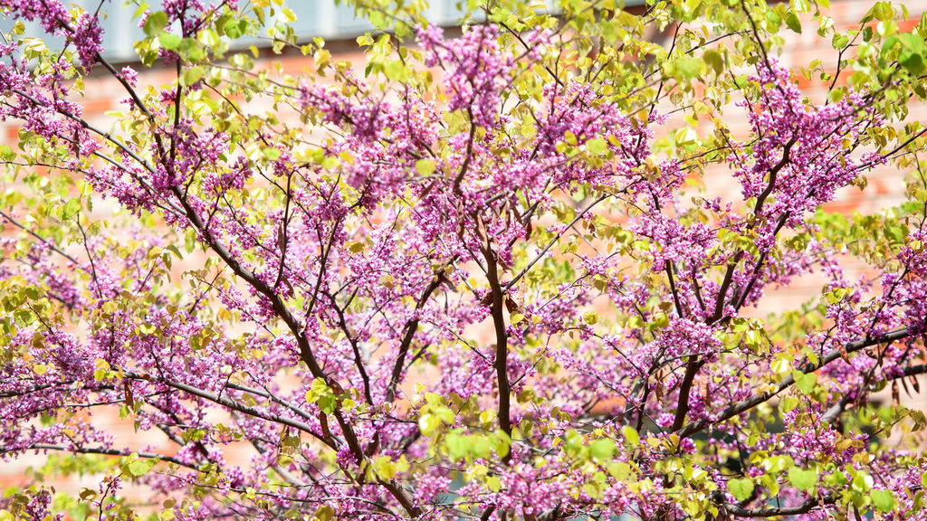 Spring