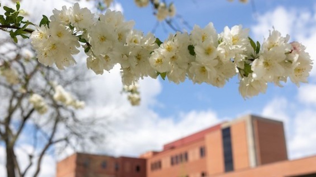 Spring blossoms