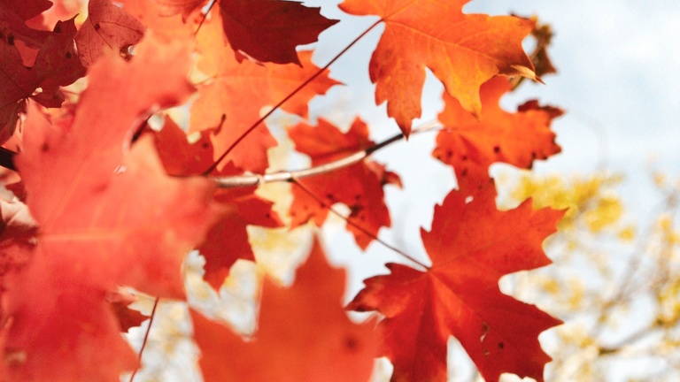 liveWell Newsletter - Fall 2022 cover